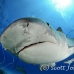shark_tiger_ft_lbb_h_3538_bah4209.jpg